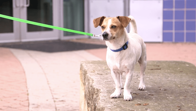 A jack russel terrier is waiting patiently with a volunteer at an Animal Center. 